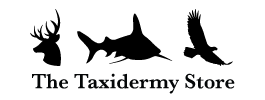 The Taxidermy Store