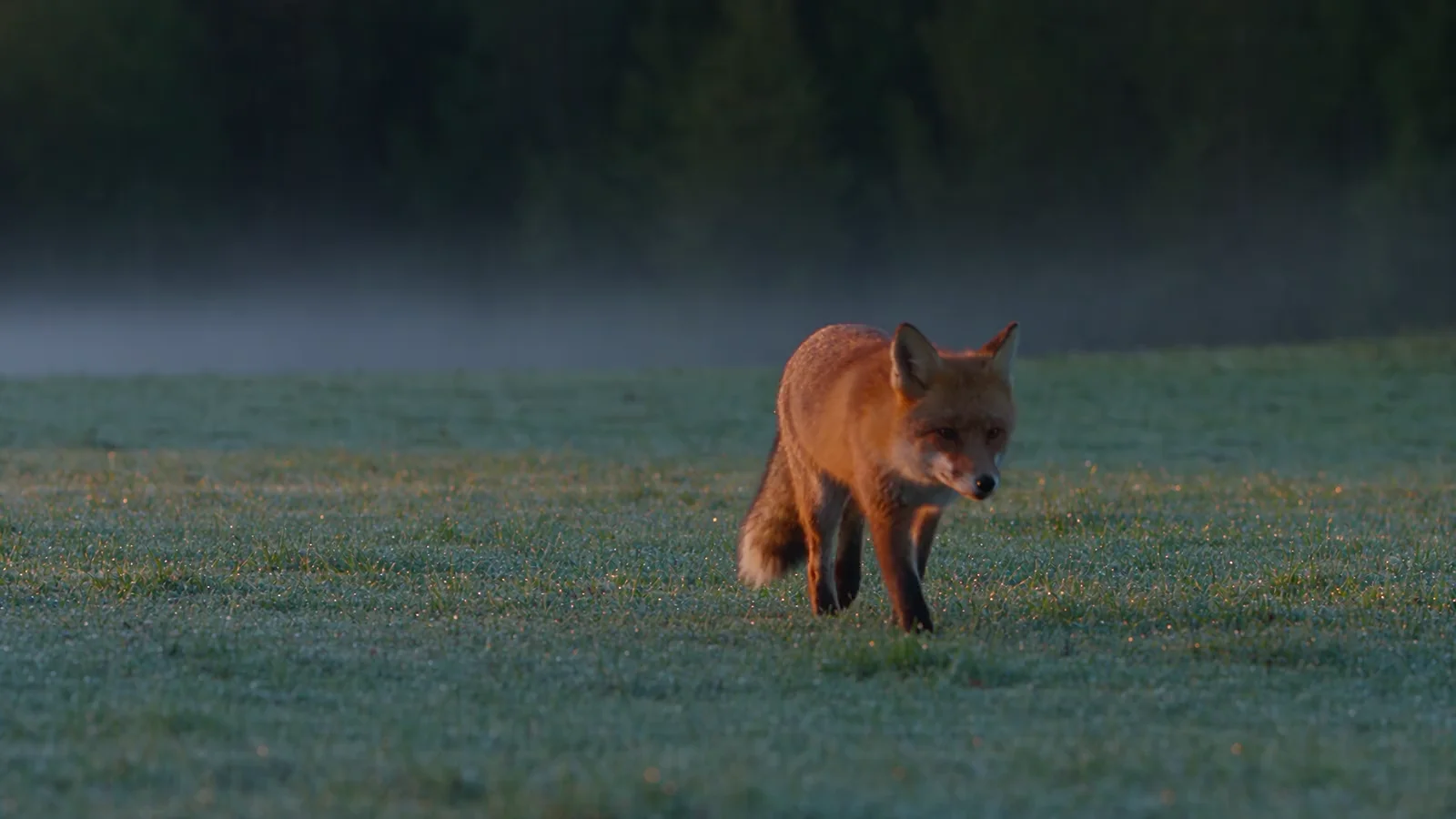 Imagined red fox walking through a meadow