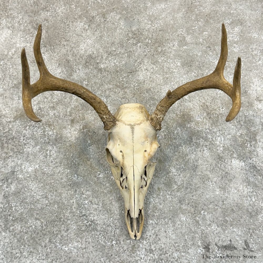 Whitetail Deer Skull European Mount For Sale #29241 @ The Taxidermy Store