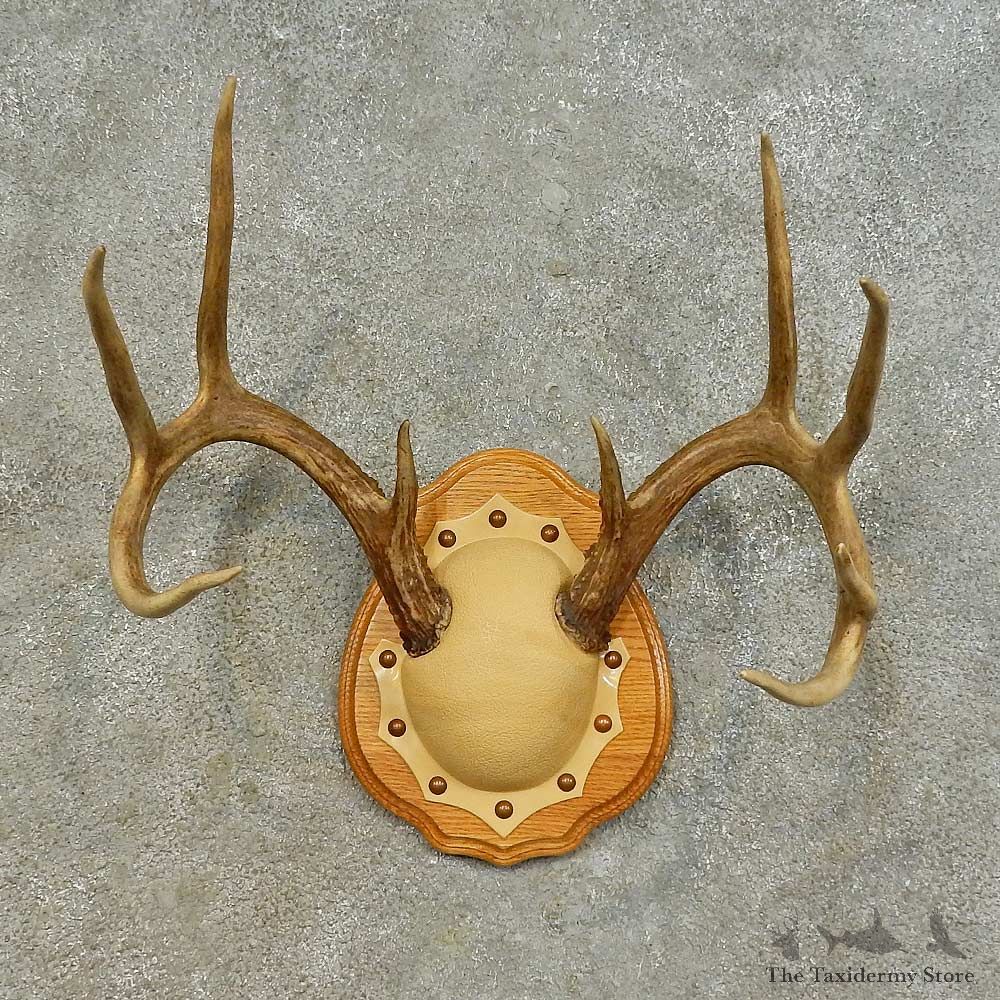 Whitetail Deer Antler Plaque Mount For Sale #16467 @ The Taxidermy Store