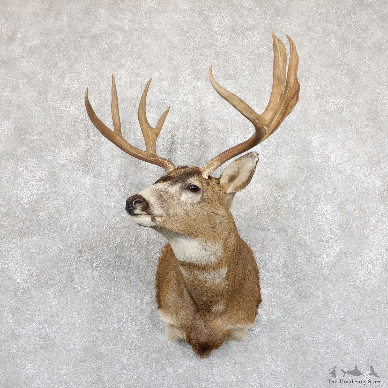 Columbian Blacktail Deer Shoulder Mount For Sale #19546 @ The Taxidermy Store
