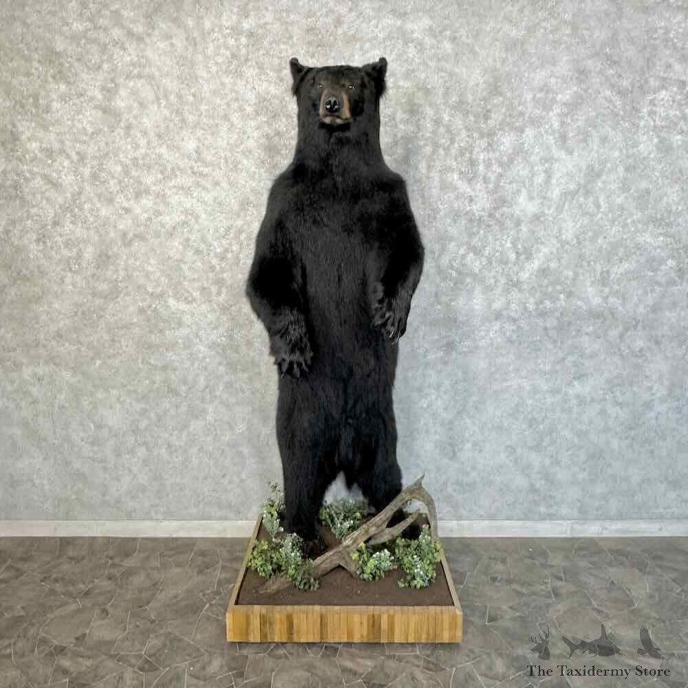 Black Bear Life-Size Mount For Sale #31242 @ The Taxidermy Store