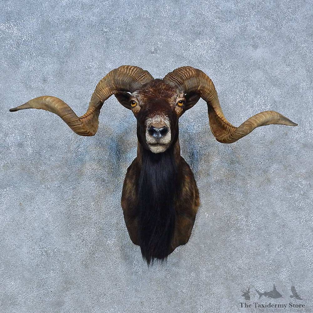 Corsican Ram Shoulder Mount For Sale #15298 @ The Taxidermy Store