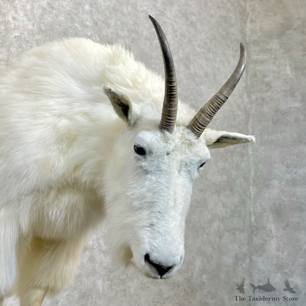 Mountain Goat Life-Size Mount For Sale #27791 @ The Taxidermy Store