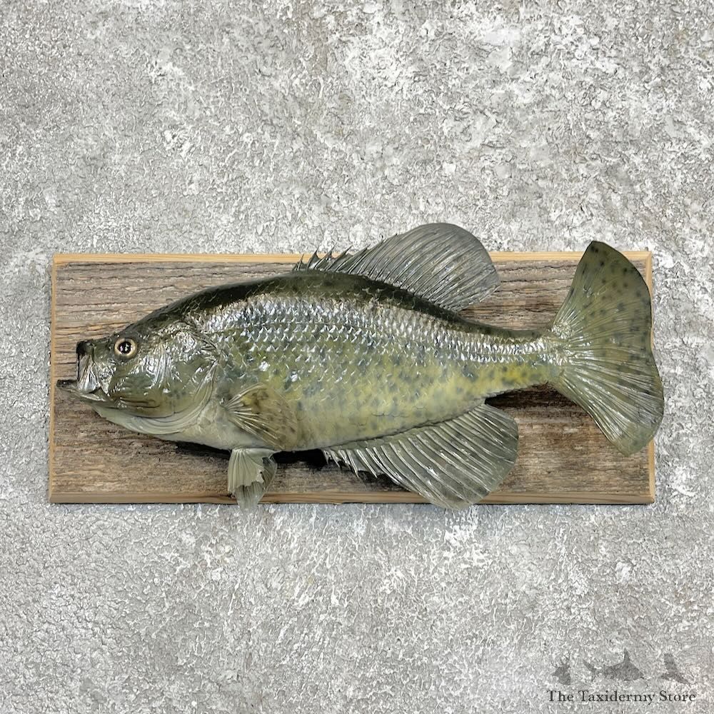 Black Crappie Taxidermy Fish Mount For Sale #27441 @ The Taxidermy Store