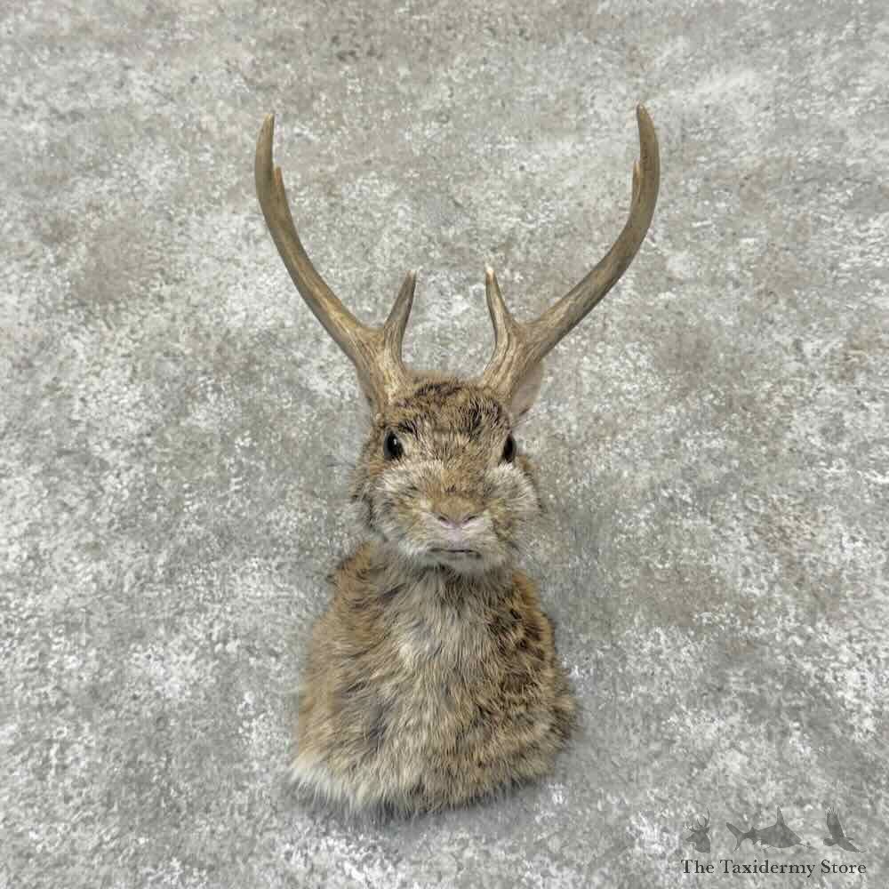 Jackalope Shoulder Mount For Sale #31526 @ The Taxidermy Store