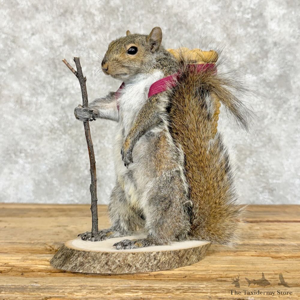 Hiking Squirrel Novelty Mount For Sale #29082 @ The Taxidermy Store