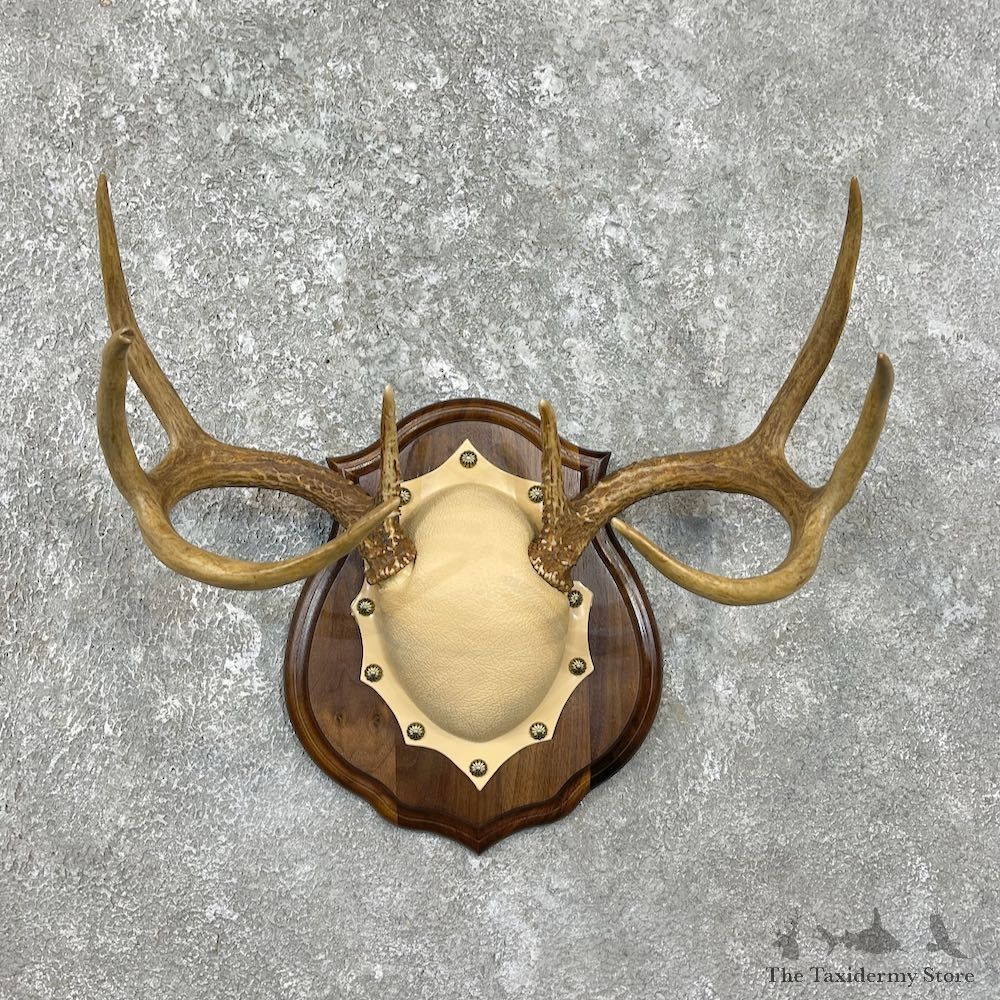 Whitetail Deer Antler Plaque Mount For Sale #26229 @ The Taxidermy Store