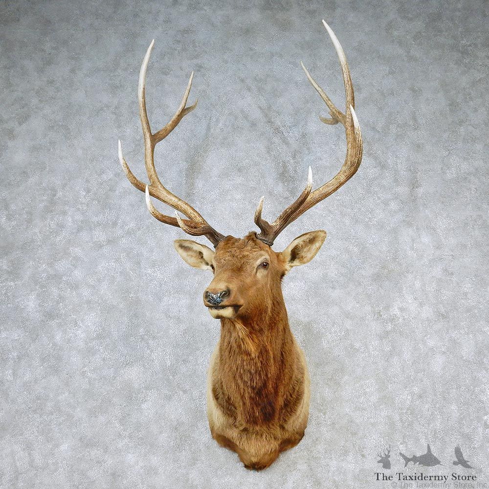 Rocky Mountain Elk Shoulder Taxidermy Head Mount #12605 For Sale @ The Taxidermy Store
