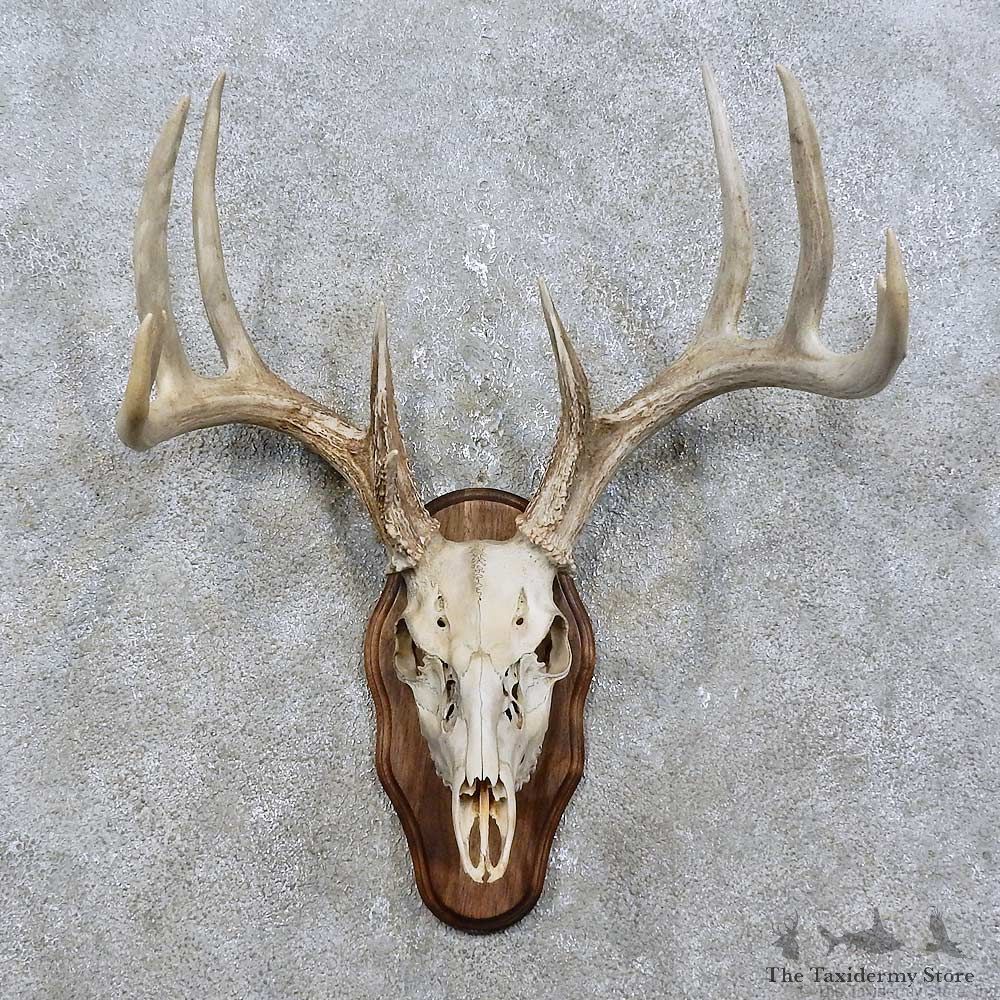 Whitetail Deer Skull European Mount For Sale #15819 @ The Taxidermy Store