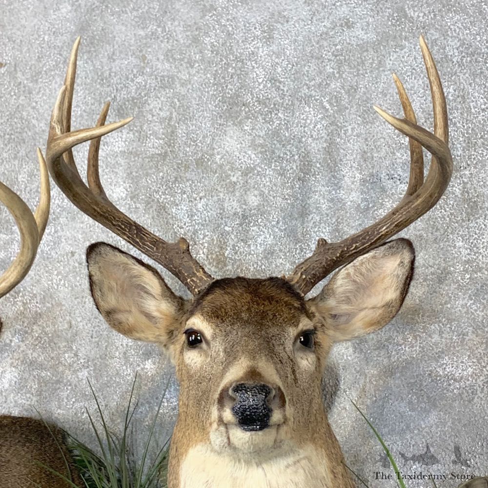 Whitetail Deer Shoulder Taxidermy Mount Pair For Sale #23659 @ The Taxidermy Store