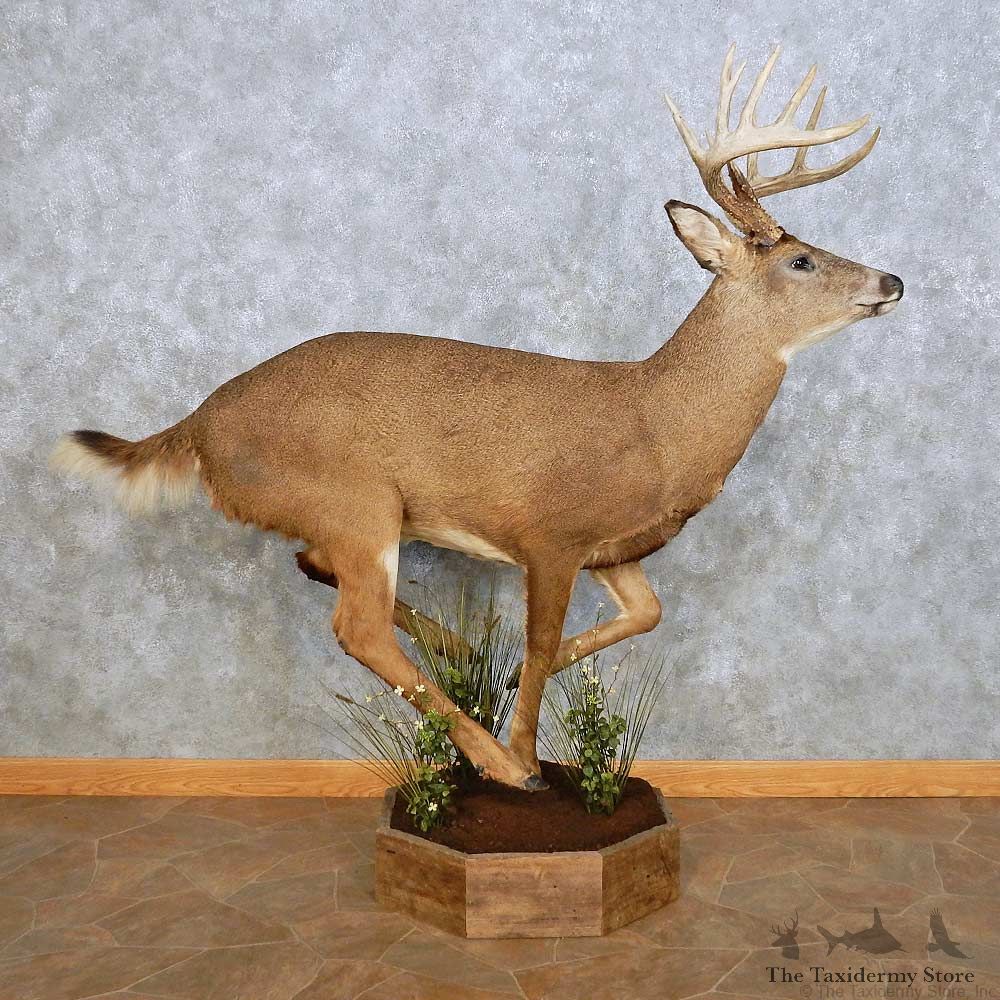 Whitetail Deer Life Size Mount For Sale #14062 @ The Taxidermy Store