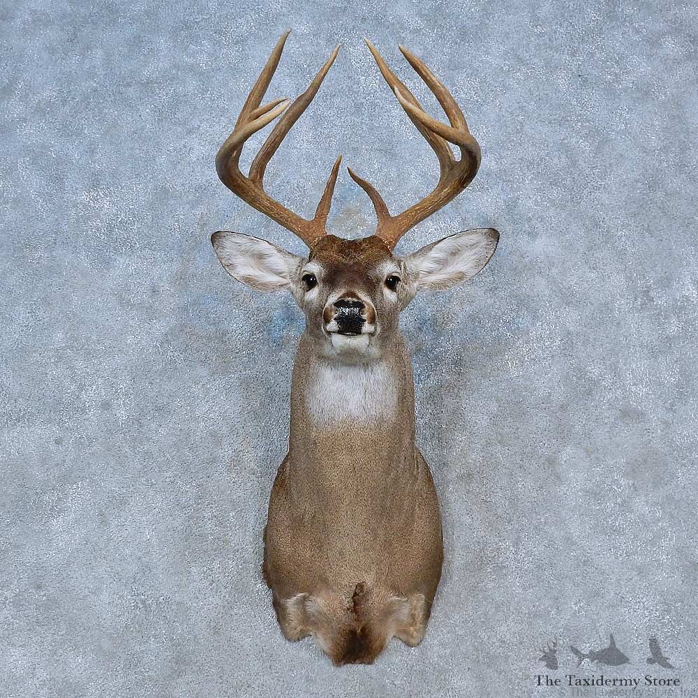 Whitetail Deer Shoulder Mount For Sale #15301 @ The Taxidermy Store