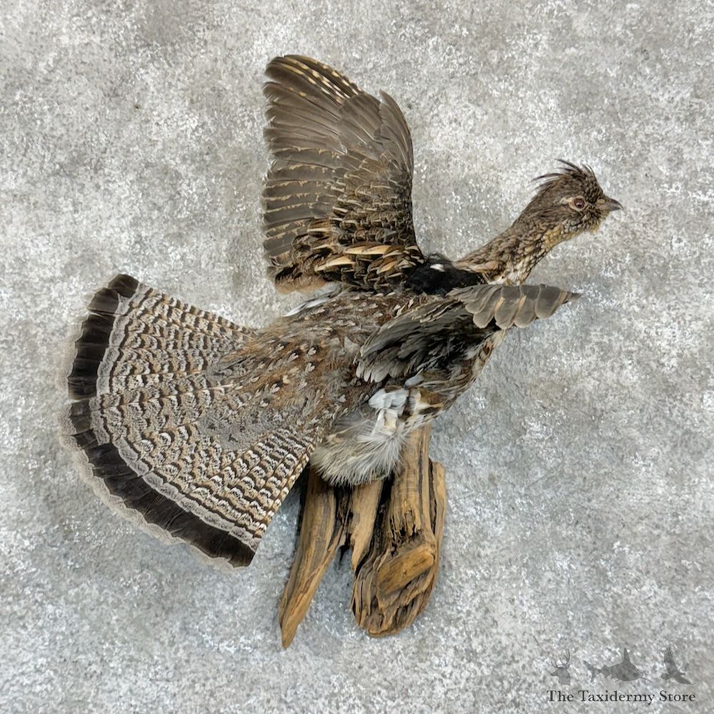 Ruffed Grouse Bird Mount For Sale #29375 @ The Taxidermy Store