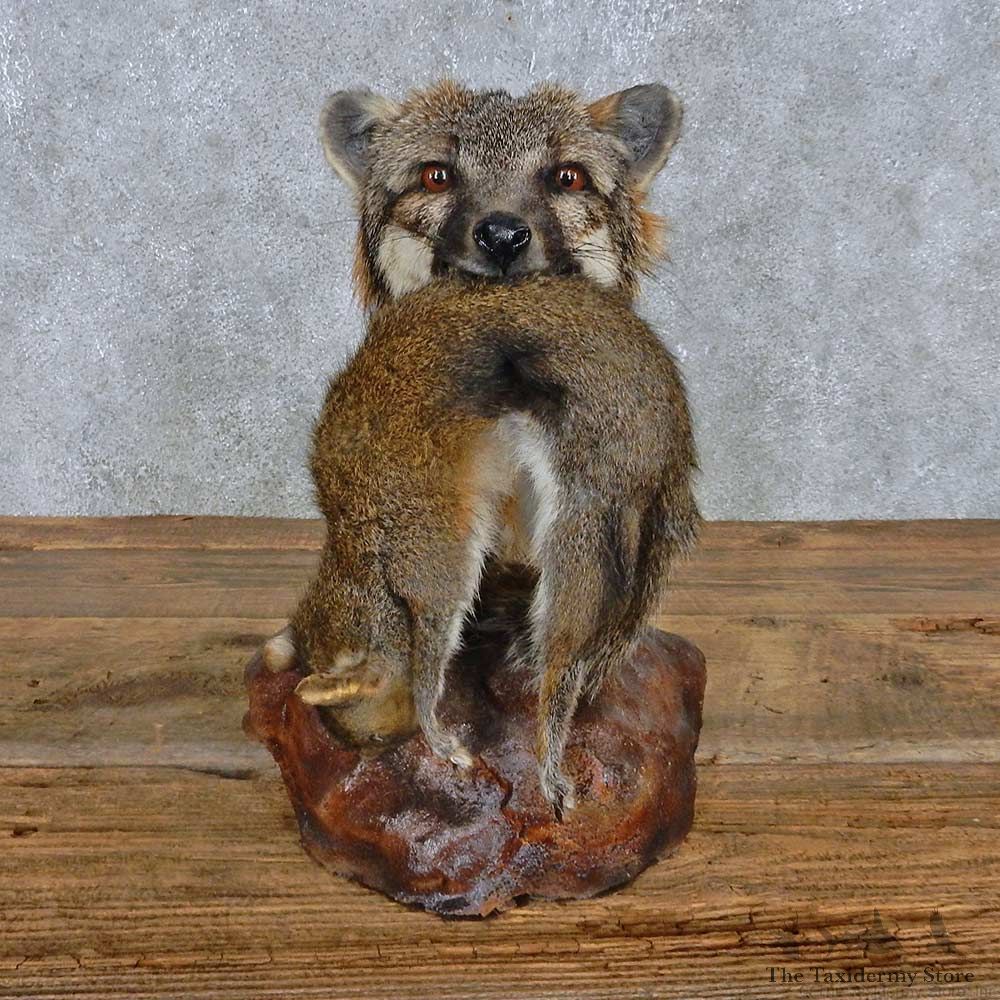 Gray Fox w/ Squirrel Shoulder Mount For Sale #15183 @ The Taxidermy Store
