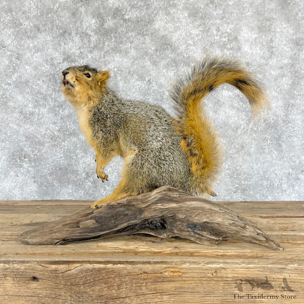 Fox Squirrel Life Size Mount For Sale #28224 @ The Taxidermy Store