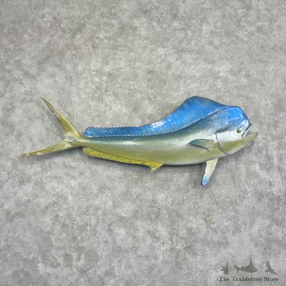 Reproduction Mahi Mahi Fish Mount For Sale #32065 @ The Taxidermy Store