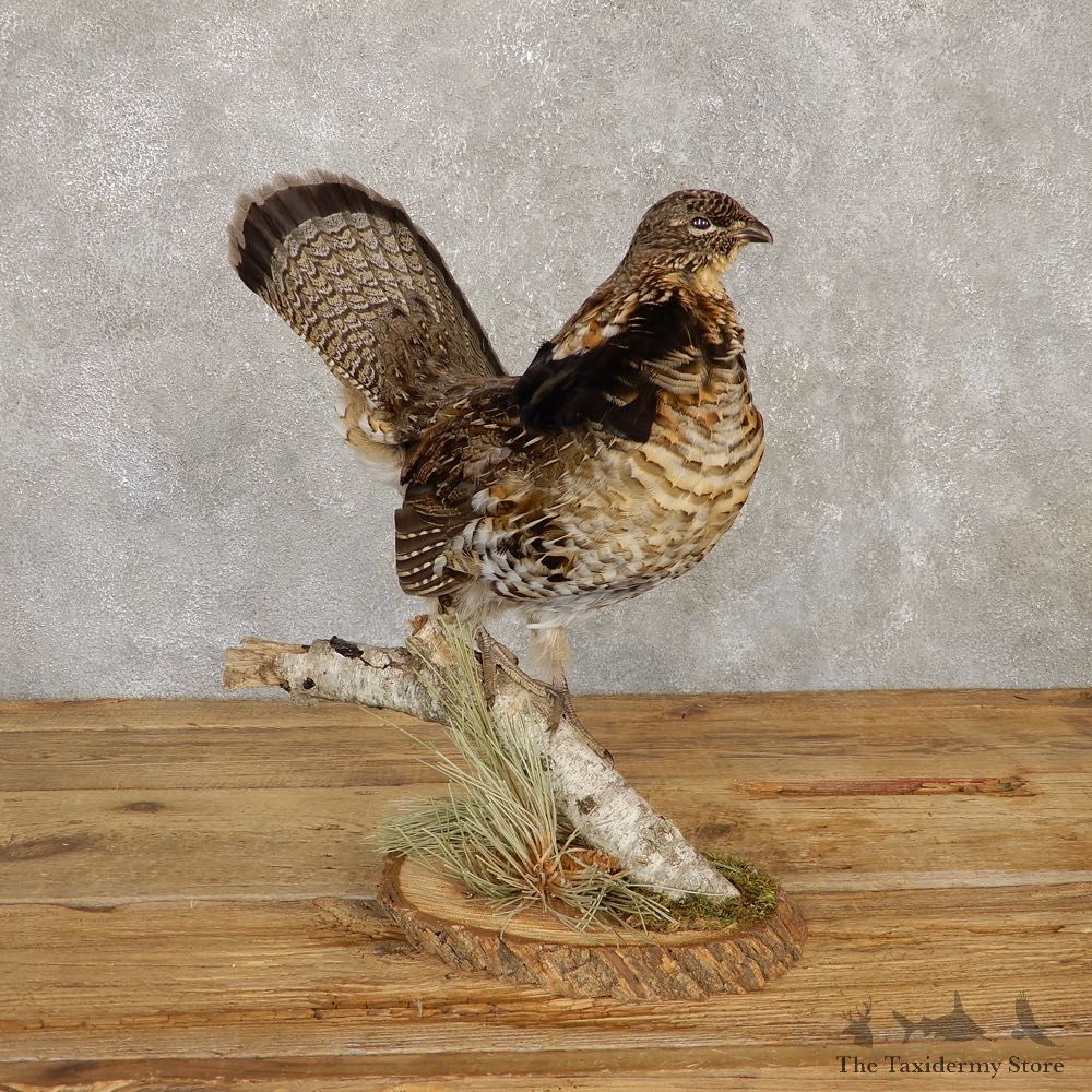 Ruffed Grouse Bird Mount For Sale #20122 @ The Taxidermy Store