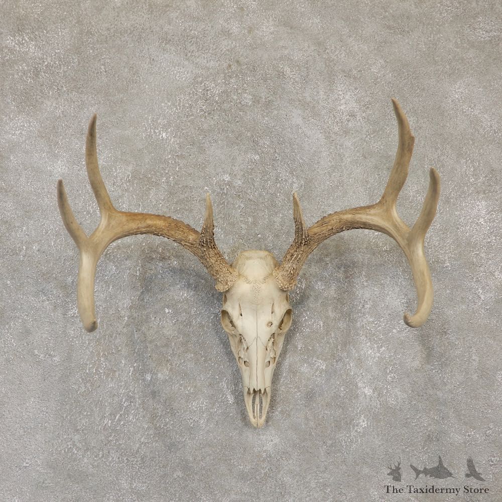 Whitetail Deer Skull European Mount For Sale #20097 @ The Taxidermy Store