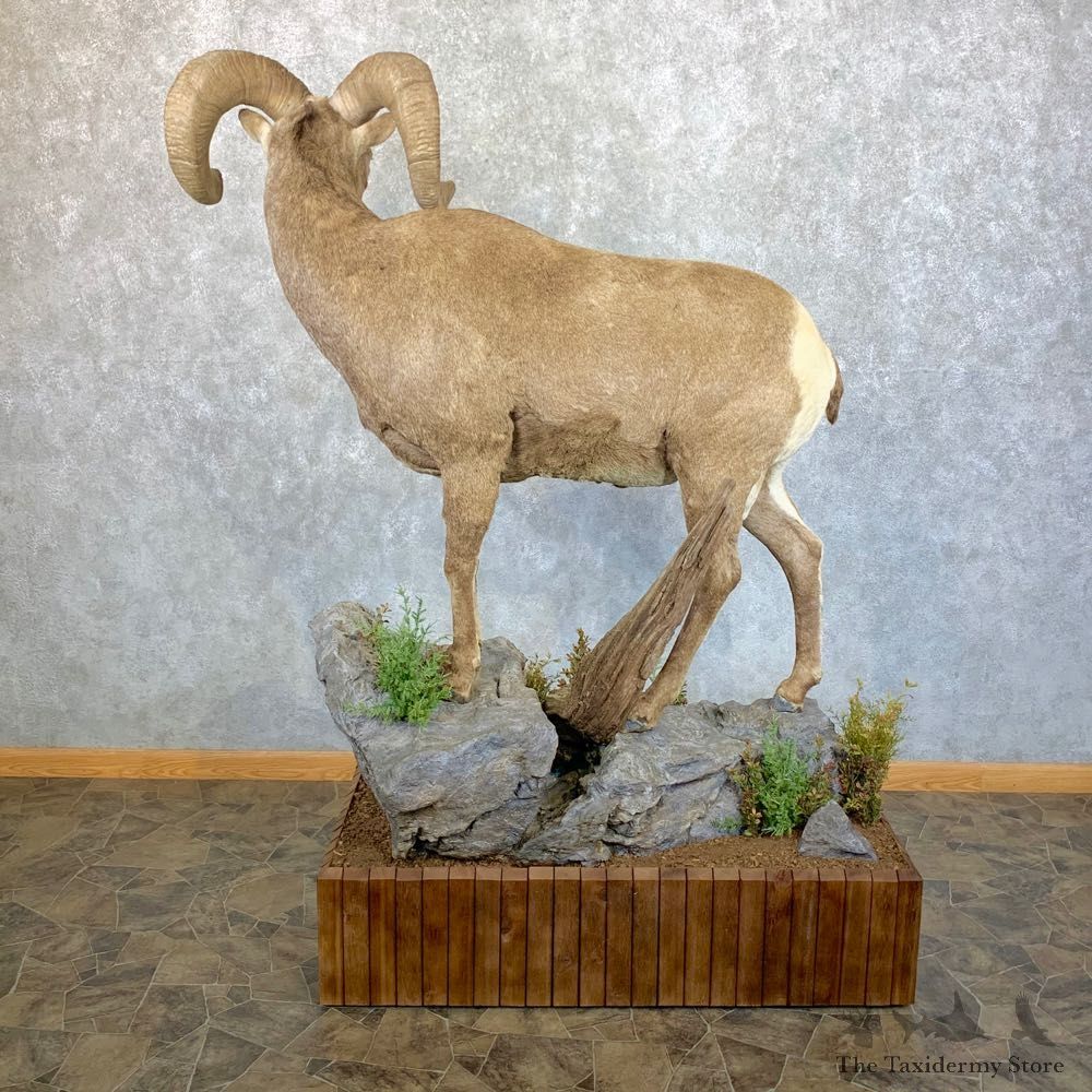 Wyoming Bighorn Sheep Life-Size Taxidermy Mount #23656 For Sale - The Taxidermy Store
