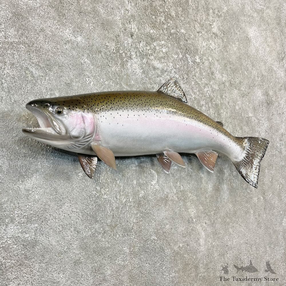 Rainbow Trout Fish Mount For Sale #27264 @ The Taxidermy Store