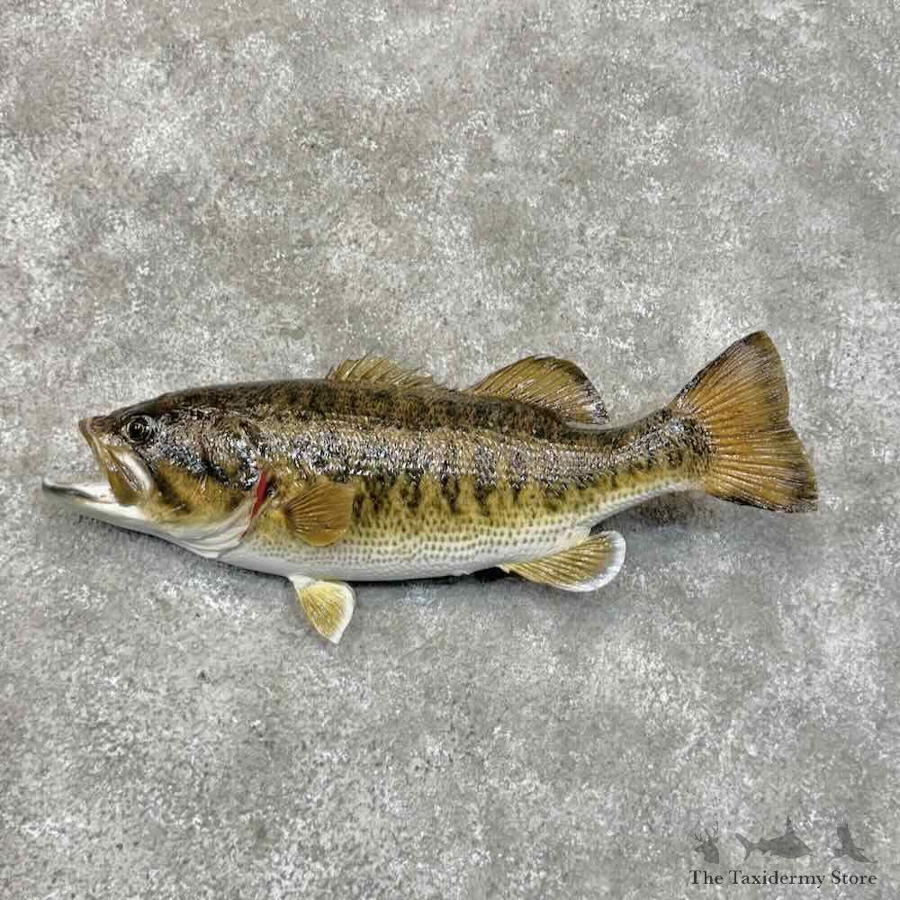 Largemouth Bass Fish Mount For Sale #30456 @ The Taxidermy Store
