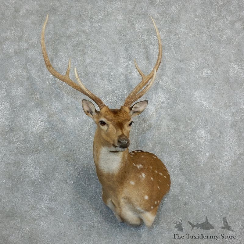 Axis Deer Shoulder Mount For Sale #18285 @ The Taxidermy Store