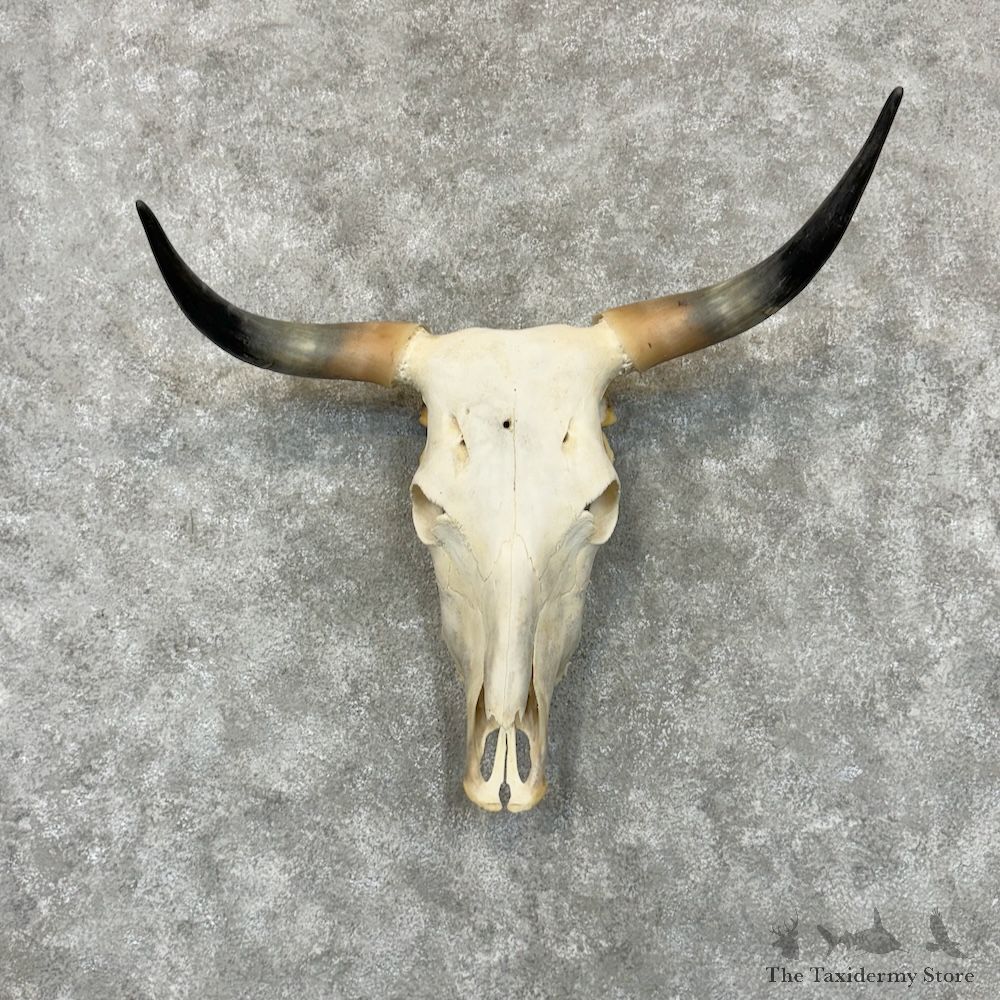 Longhorn Steer Skull European Mount For Sale #29722 @ The Taxidermy Store