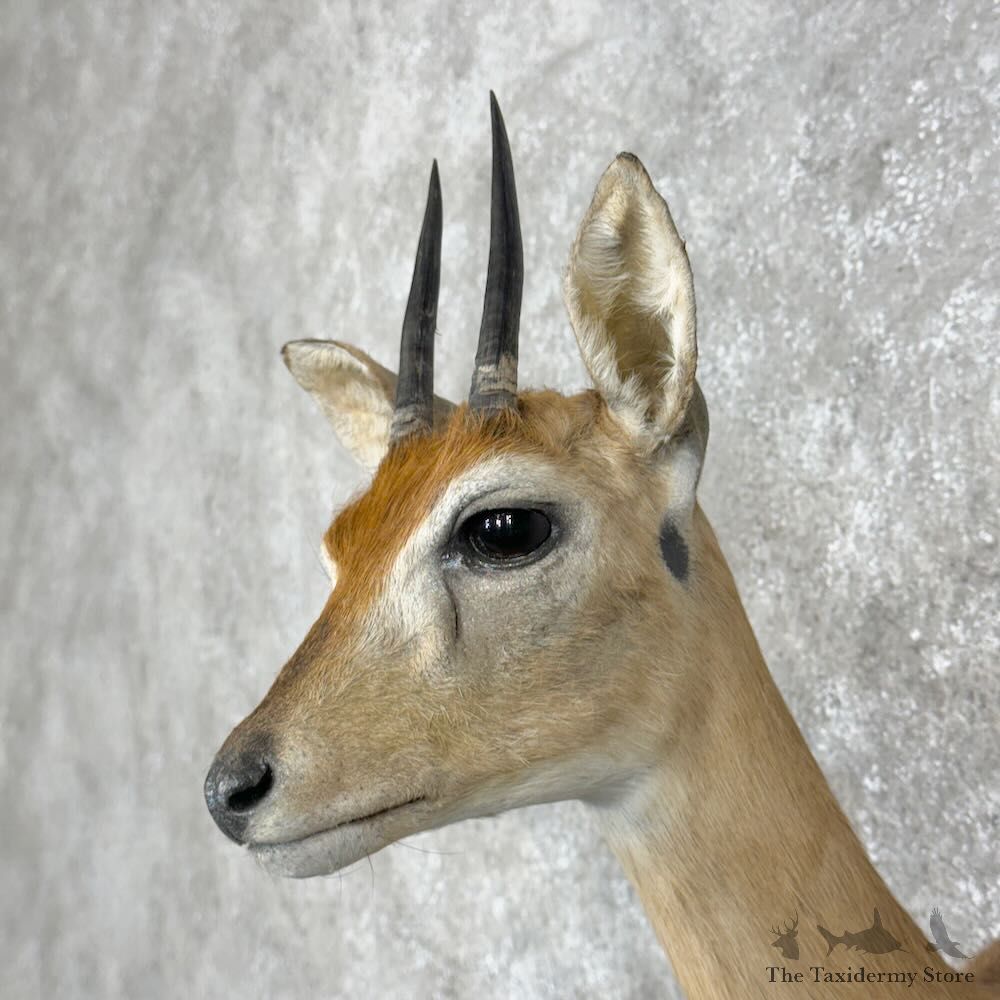 Southern Oribi Shoulder Mount For Sale #28948 @ The Taxidermy Store
