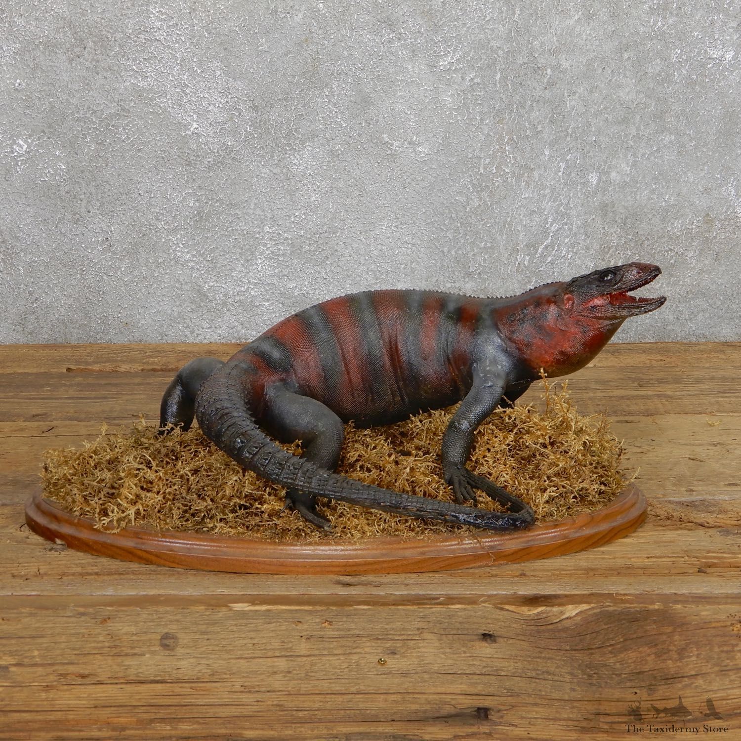 Lizard Mount For Sale #19665 @ The Taxidermy Store