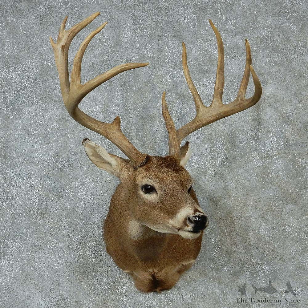 Whitetail Deer Taxidermy Shoulder Mount #13147 For Sale @ The Taxidermy Store