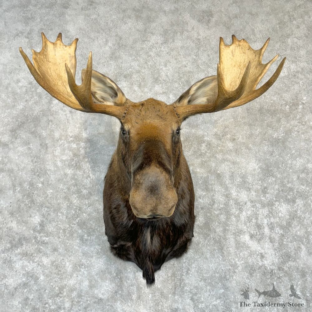 Eastern Canadian (Maine) Moose Shoulder Mount For Sale #29196 @ The Taxidermy Store