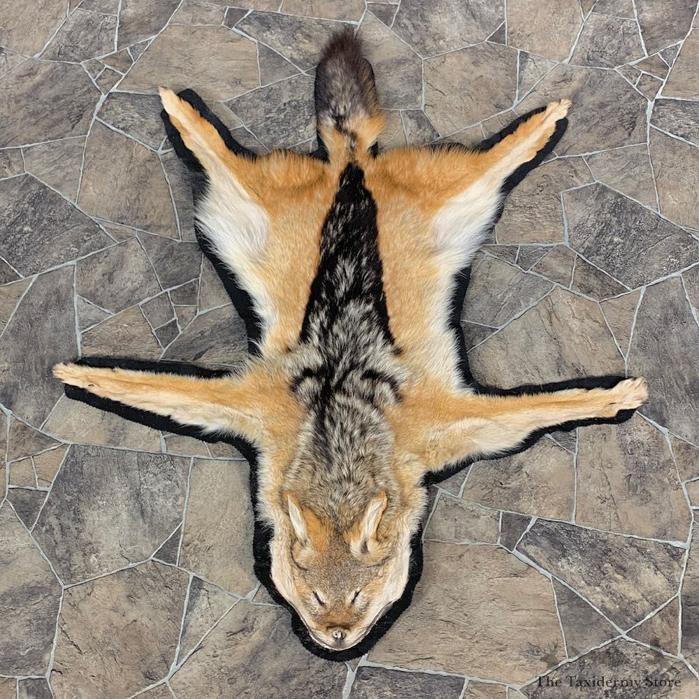African Black-backed Jackal Taxidermy Rug #22691 For Sale @ The Taxidermy Store