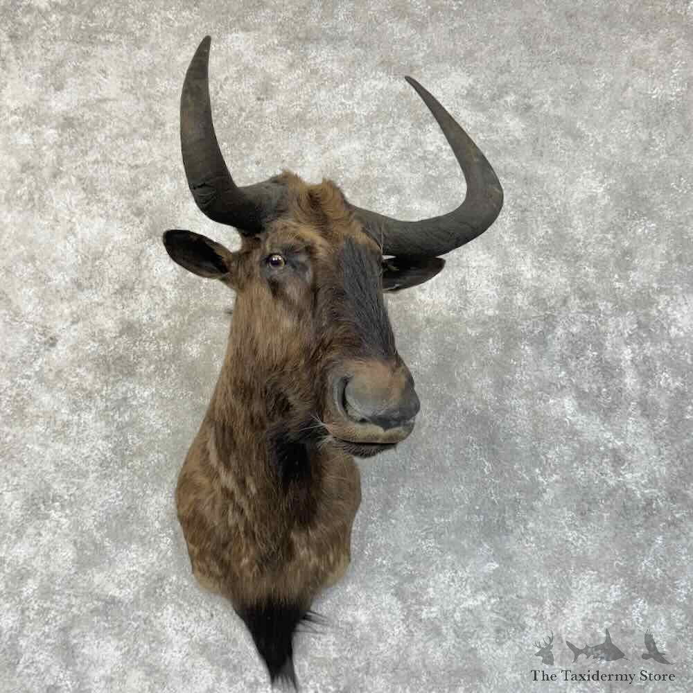 Black Wildebeest Shoulder Mount For Sale #30335 @ The Taxidermy Store