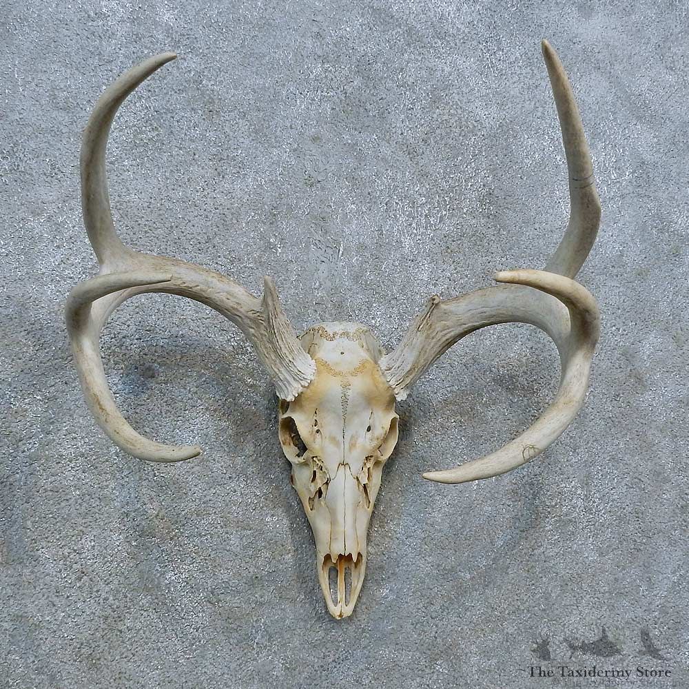 Whitetail Deer Skull Antler European Mount For Sale #15394 @ The Taxidermy Store