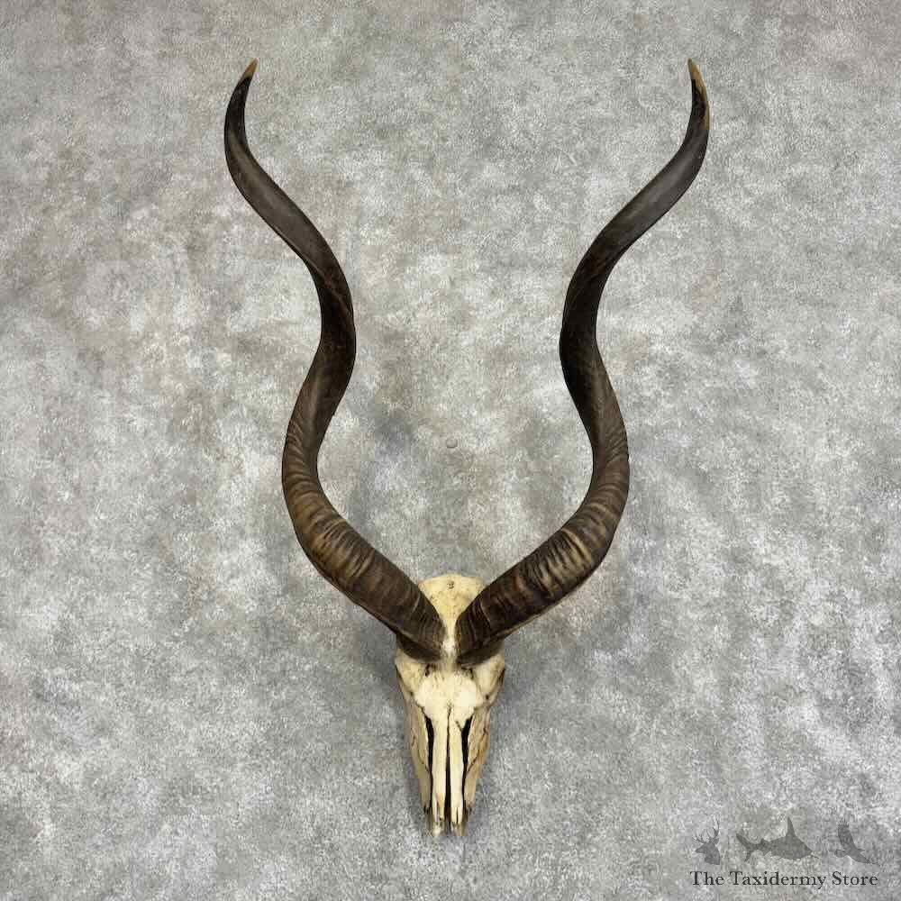 Southern Greater Kudu Skull & Horns European Mount For Sale #32067 @ The Taxidermy Store
