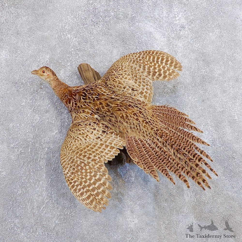 Hen Pheasant Bird Mount For Sale #18696 @ The Taxidermy Store