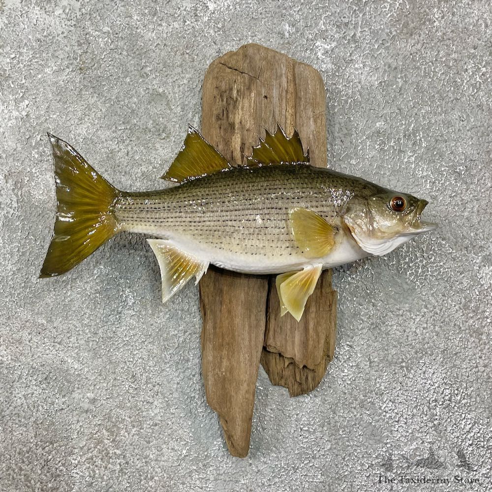 White Bass Taxidermy Fish Mount For Sale #25570 @ The Taxidermy Store
