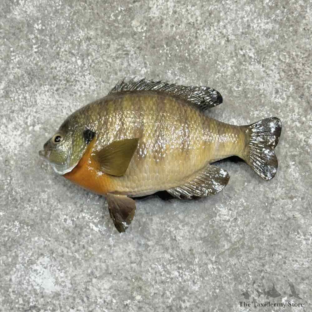 Bluegill Fish Mount For Sale #31066 @ The Taxidermy Store