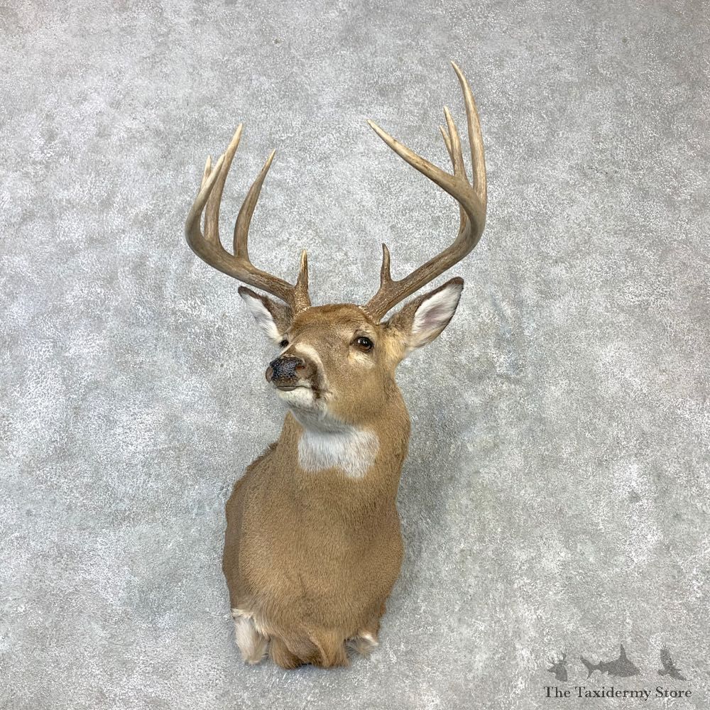 Whitetail Deer Shoulder Mount #23112 For Sale - The Taxidermy Store