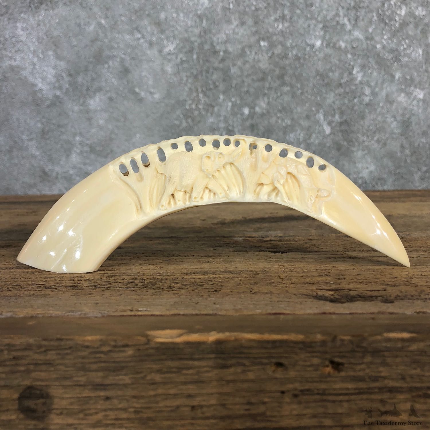 Carved Hippopotamus Tooth For Sale #19970 @ The Taxidermy Store