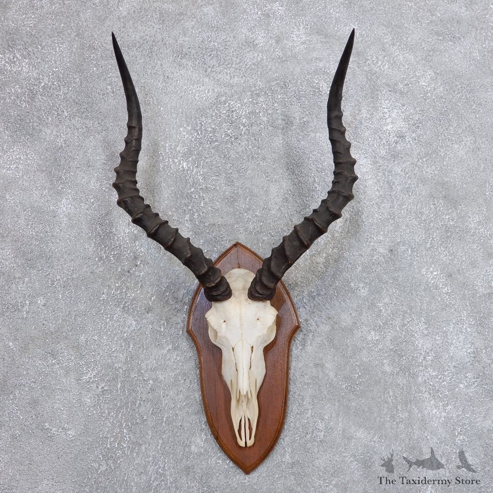 Impala Skull & Horn European Mount For Sale #18724 @ The Taxidermy Store