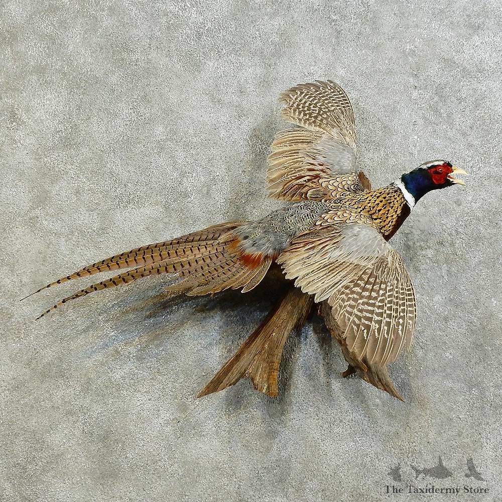 Ringneck Pheasant Bird Mount For Sale #16176 @ The Taxidermy Store