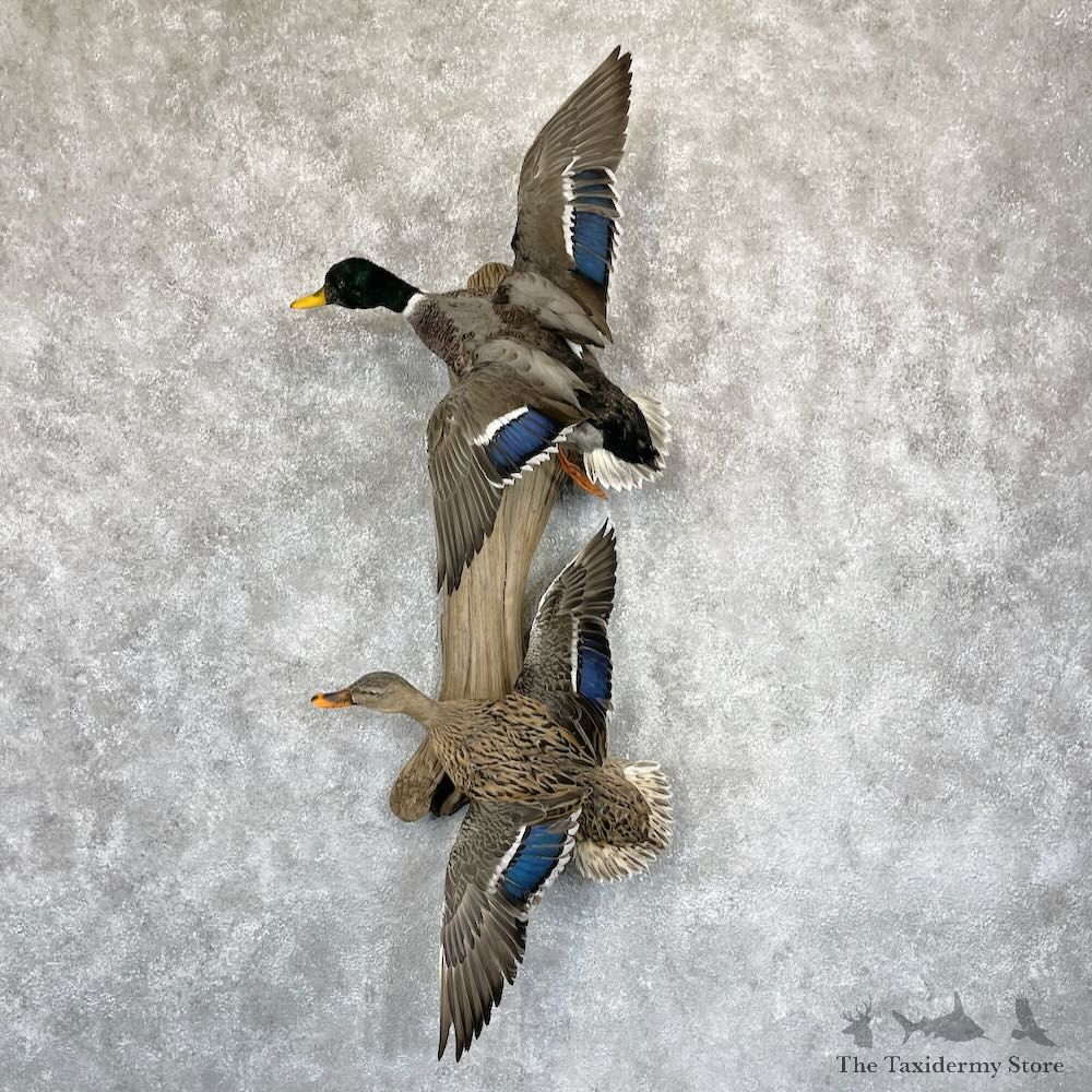 Mallard Drake and Hen Duck Mount For Sale #28198 - The Taxidermy Store