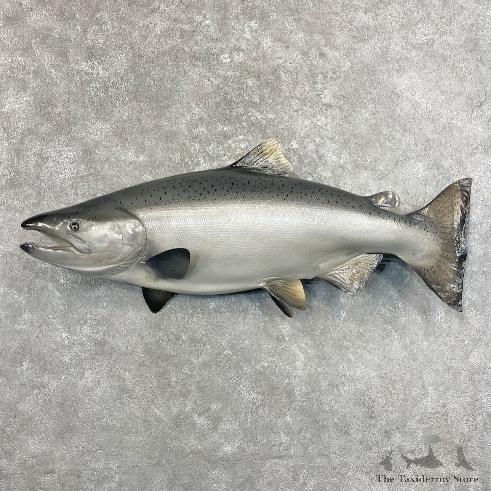 King Salmon Fish Mount For Sale #27691 @ The Taxidermy Store