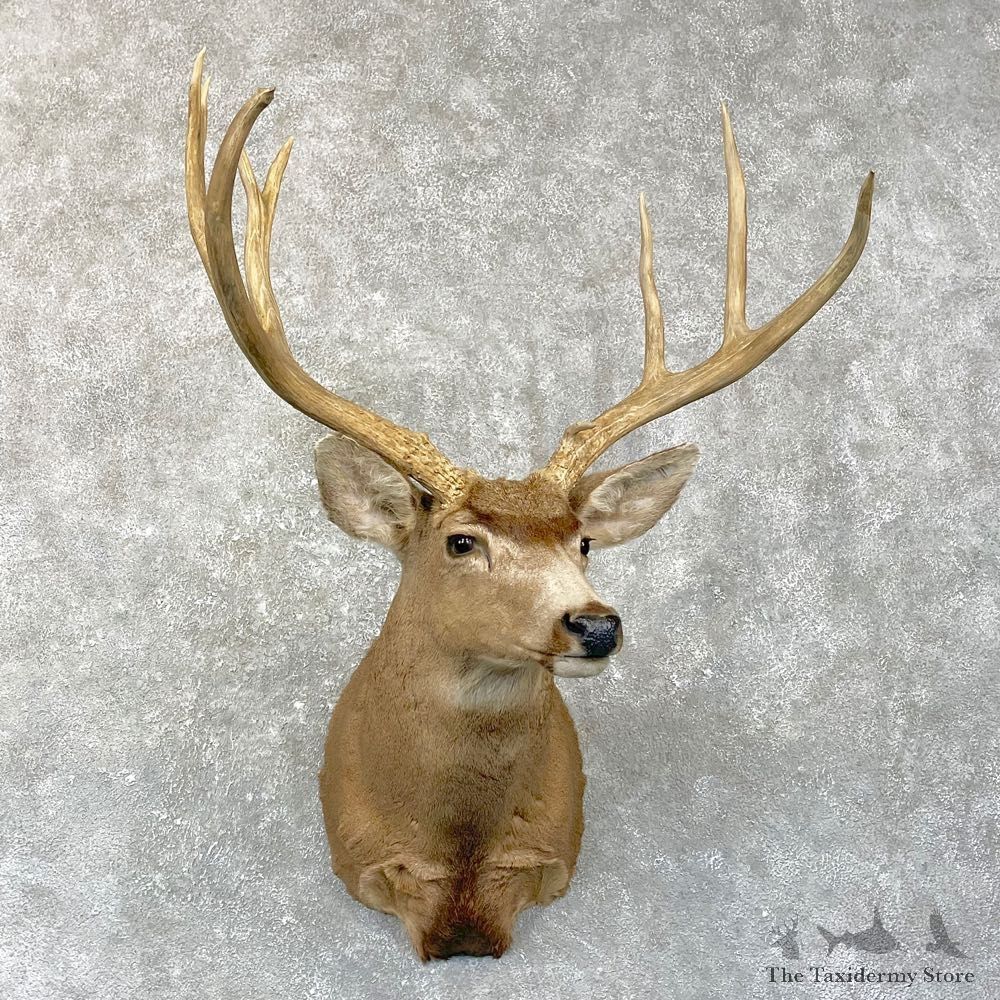 Mule Deer Shoulder Mount For Sale #24940 @ The Taxidermy Store
