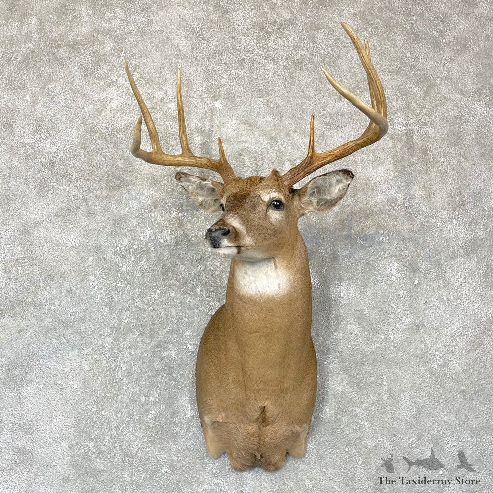 Whitetail Deer Shoulder Taxidermy Mount #24374 For Sale - The Taxidermy Store