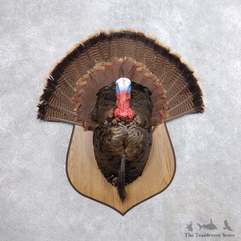 Eastern Wild Turkey Half Life Size Mount #18660 For Sale @ The Taxidermy Store