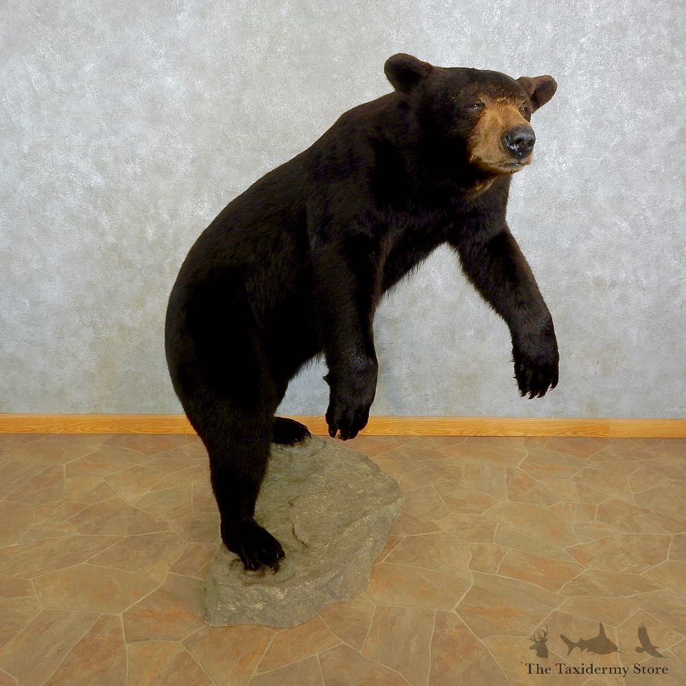 Black Bear Life-Size Mount For Sale #17032 @ The Taxidermy Store