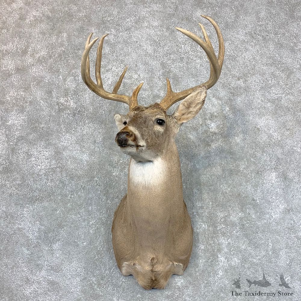 Whitetail Deer Shoulder Mount #23509 For Sale - The Taxidermy Store